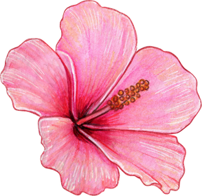 Watercolor Realistic Colorful Hibiscus Flower